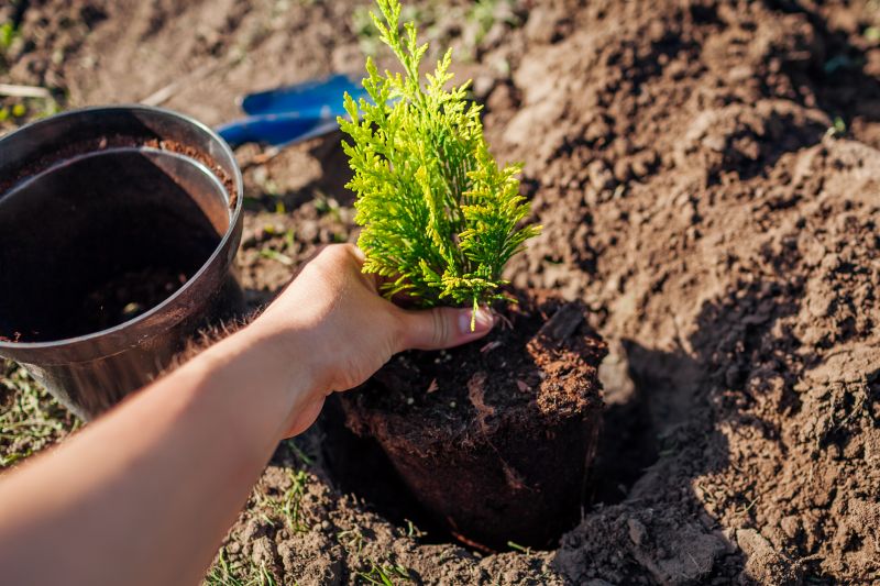 Cherry Tree Planting in Honolulu, HI